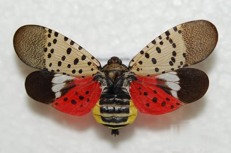 Spotted Lanternfly - Adult