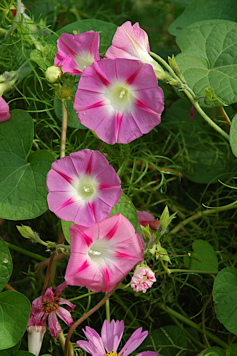 hollyhock