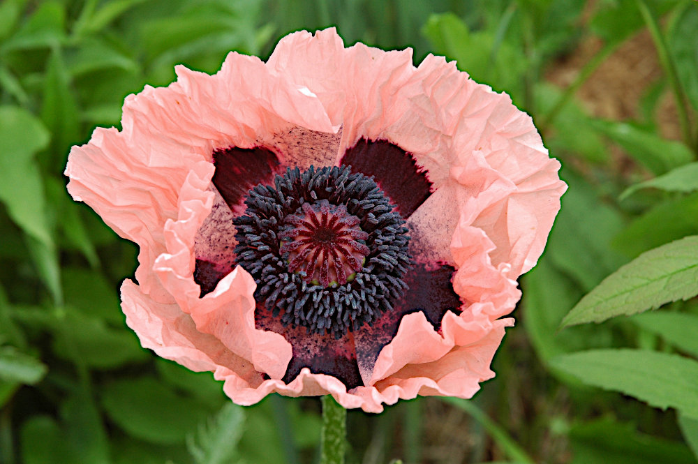 poppy